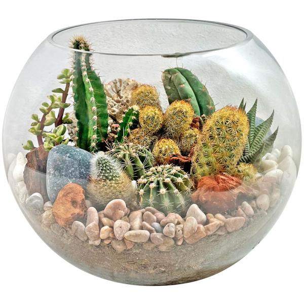 Terrarium de Cactus Naturales