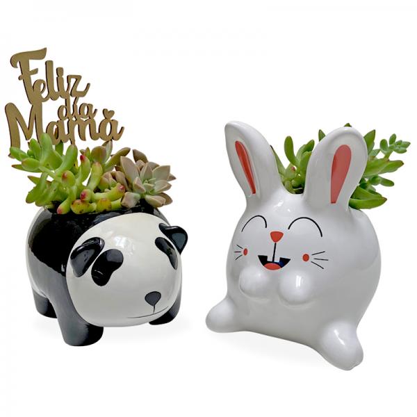 Plantas originales para Regalo