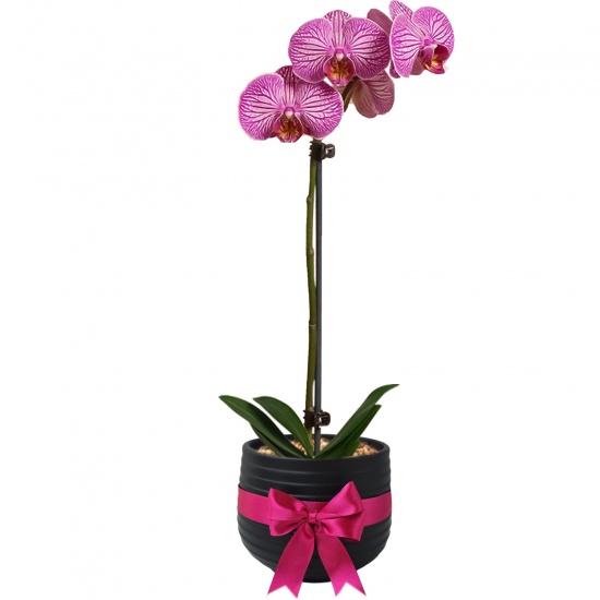 Elegante Orquídea Rosada para Regalo