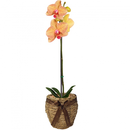 Orquídea Amarilla con base en cesta de mimbre