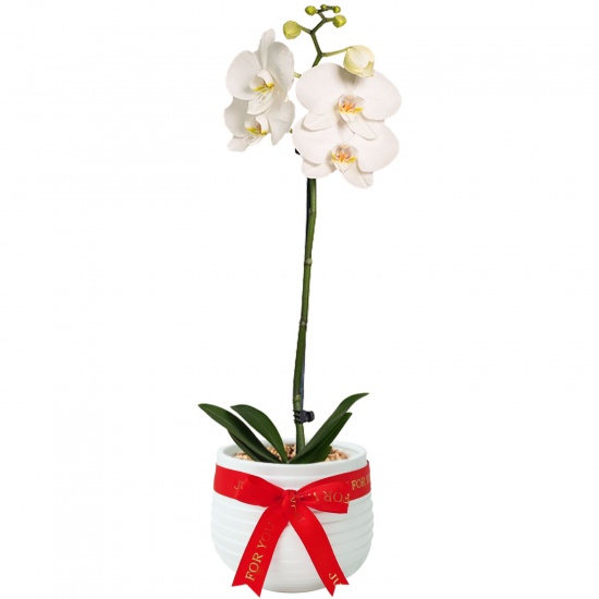 Orquídea Blanca regalo para mamá